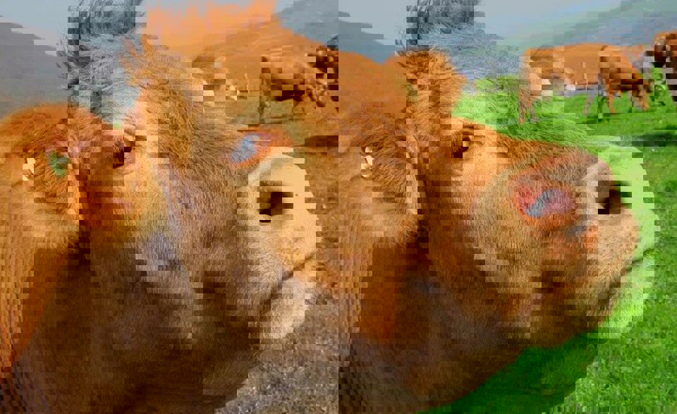 Is it time to kill off the sacred cows in your firm?